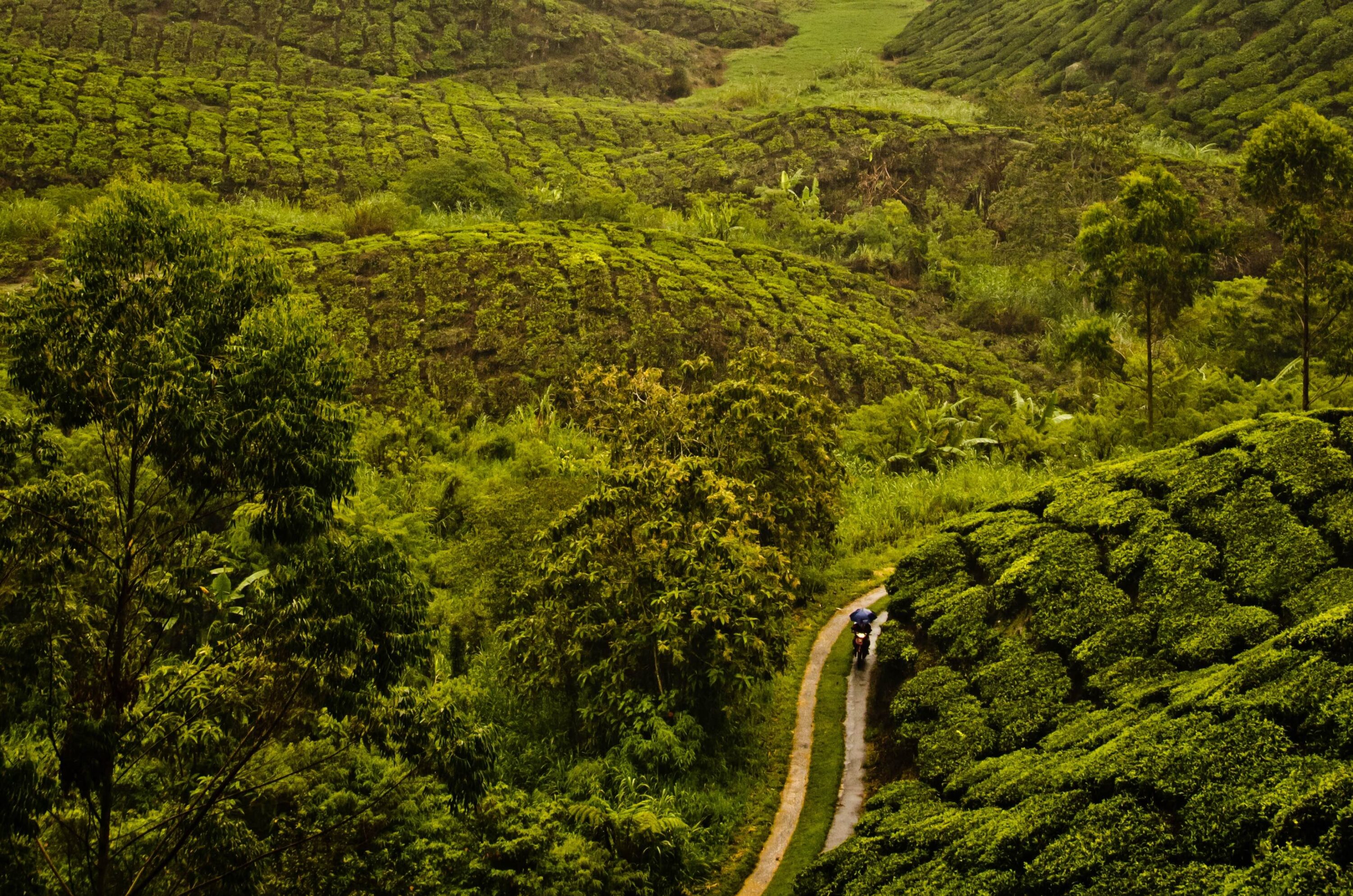 high-angle-shot-pathway-middle-tea-plantation-malaysia