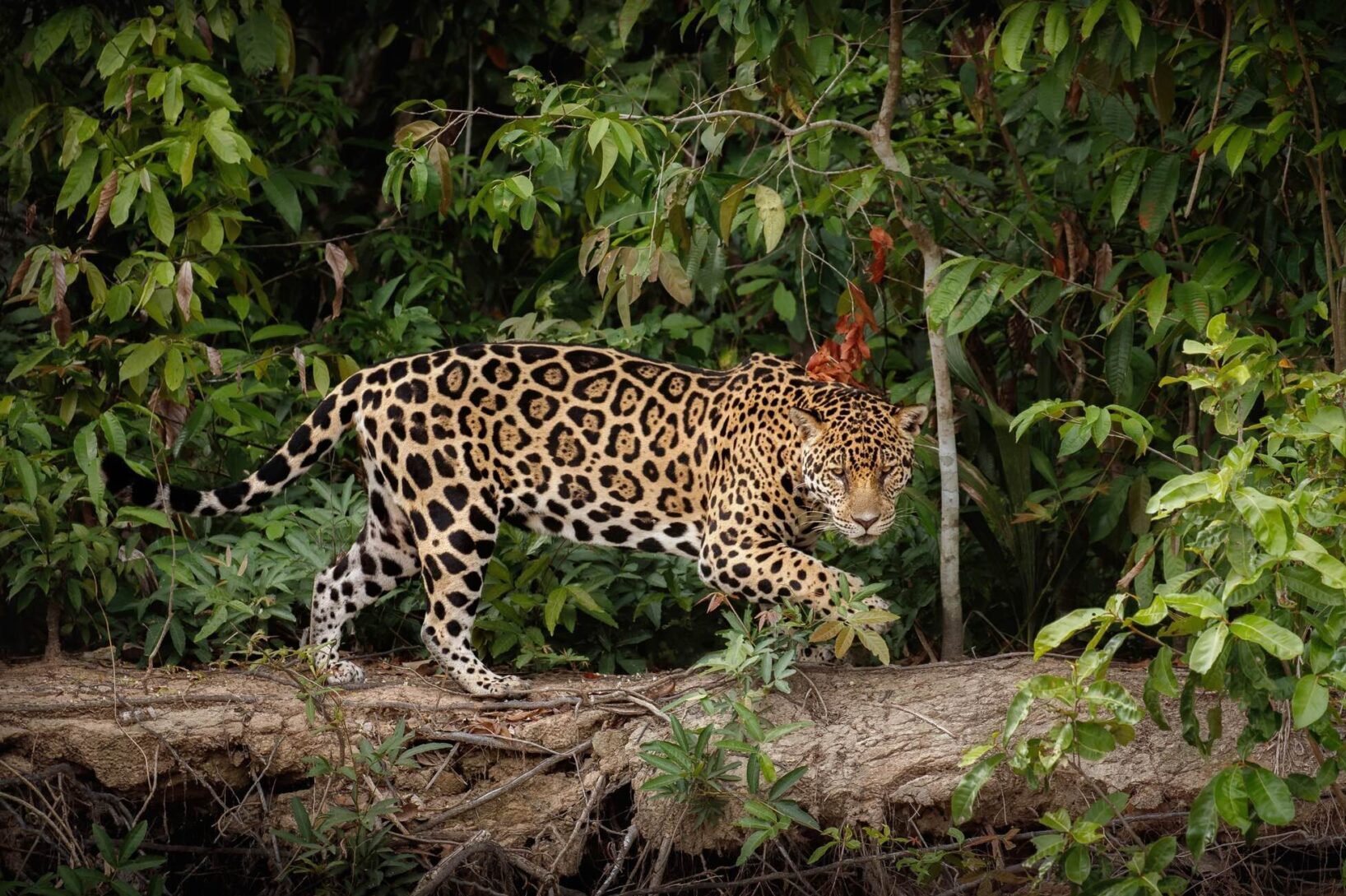 american-jaguar-nature-habitat-south-american-jungle