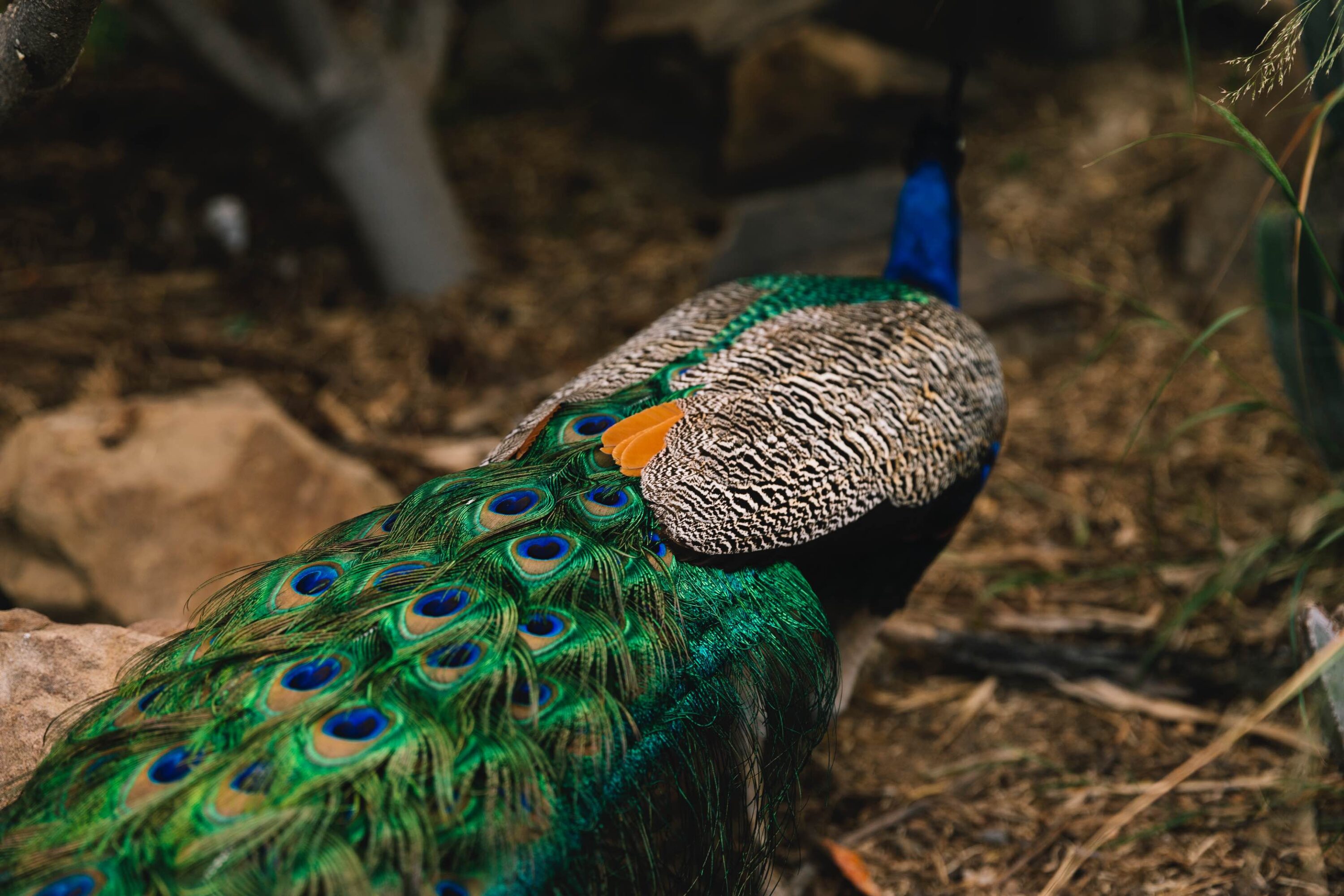 rear-view-beautiful-peacock